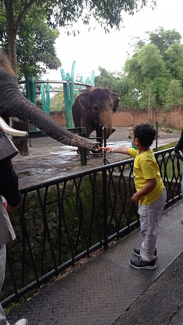 Serunya jalan-jalan di Batu Secret Zoo, Jatim Park 2 Memberi makan gajah di Batu Secret Zoo