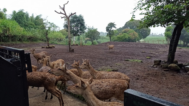 Safari Farm di Batu Secret Zoo, Jatim Park 2 Safari Farm di Batu Secret Zoo